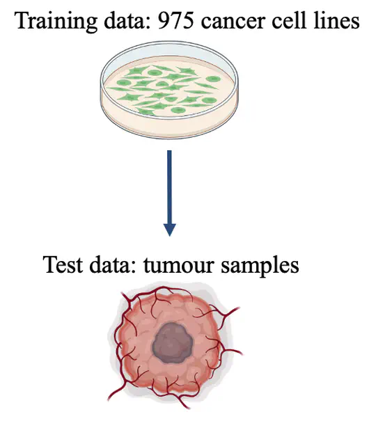 Machine learning of cancer type and tissue of origin from proteomes of 1,277 human tissue samples and 975 cancer cell lines