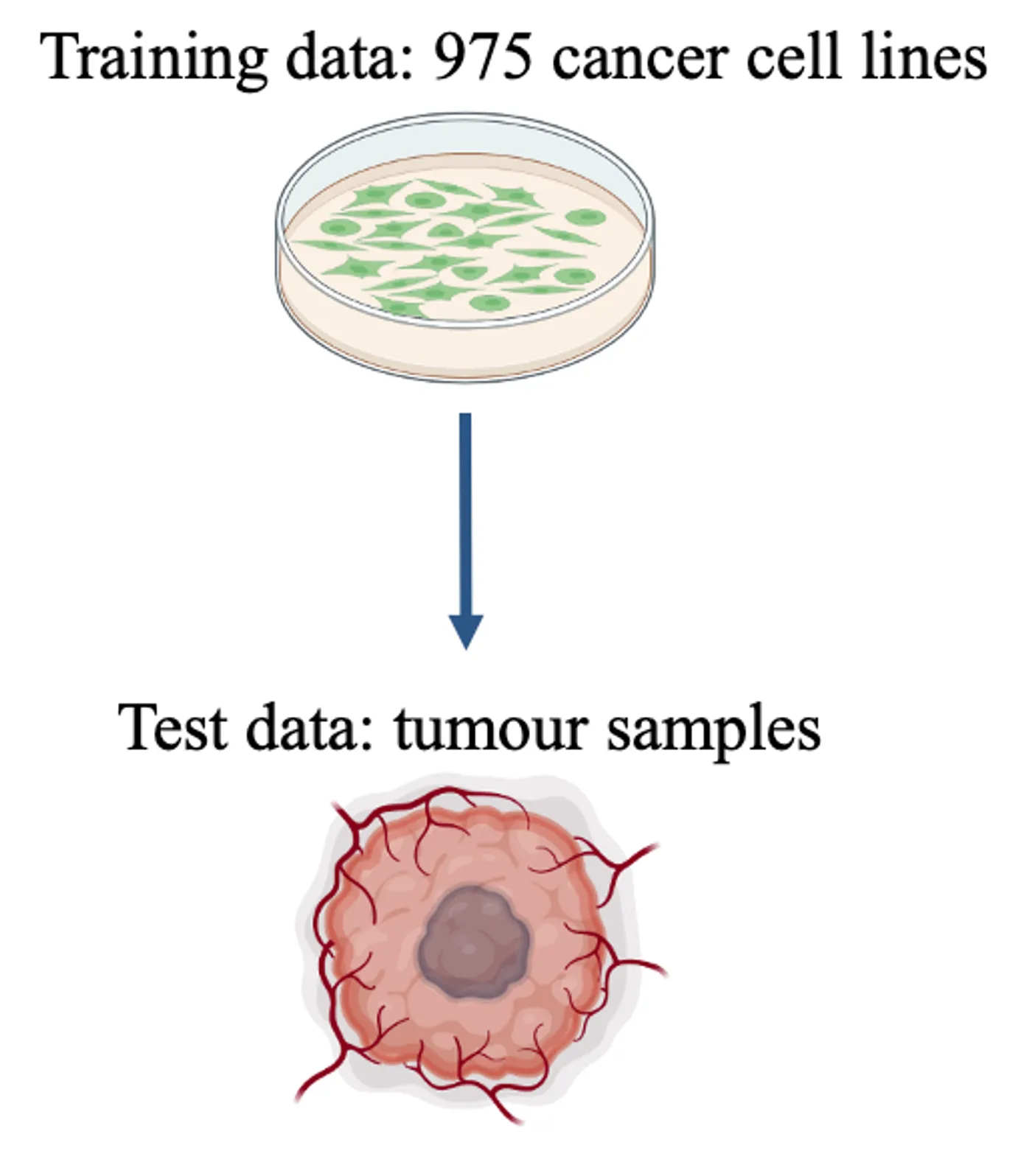 Machine learning of cancer type and tissue of origin from proteomes of 1,277 human tissue samples and 975 cancer cell lines