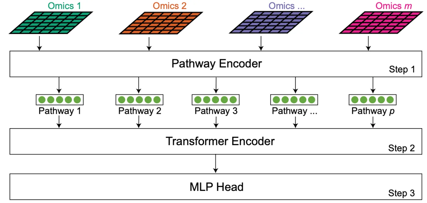 Transformer-based deep learning integrates multi-omic data with cancer pathways